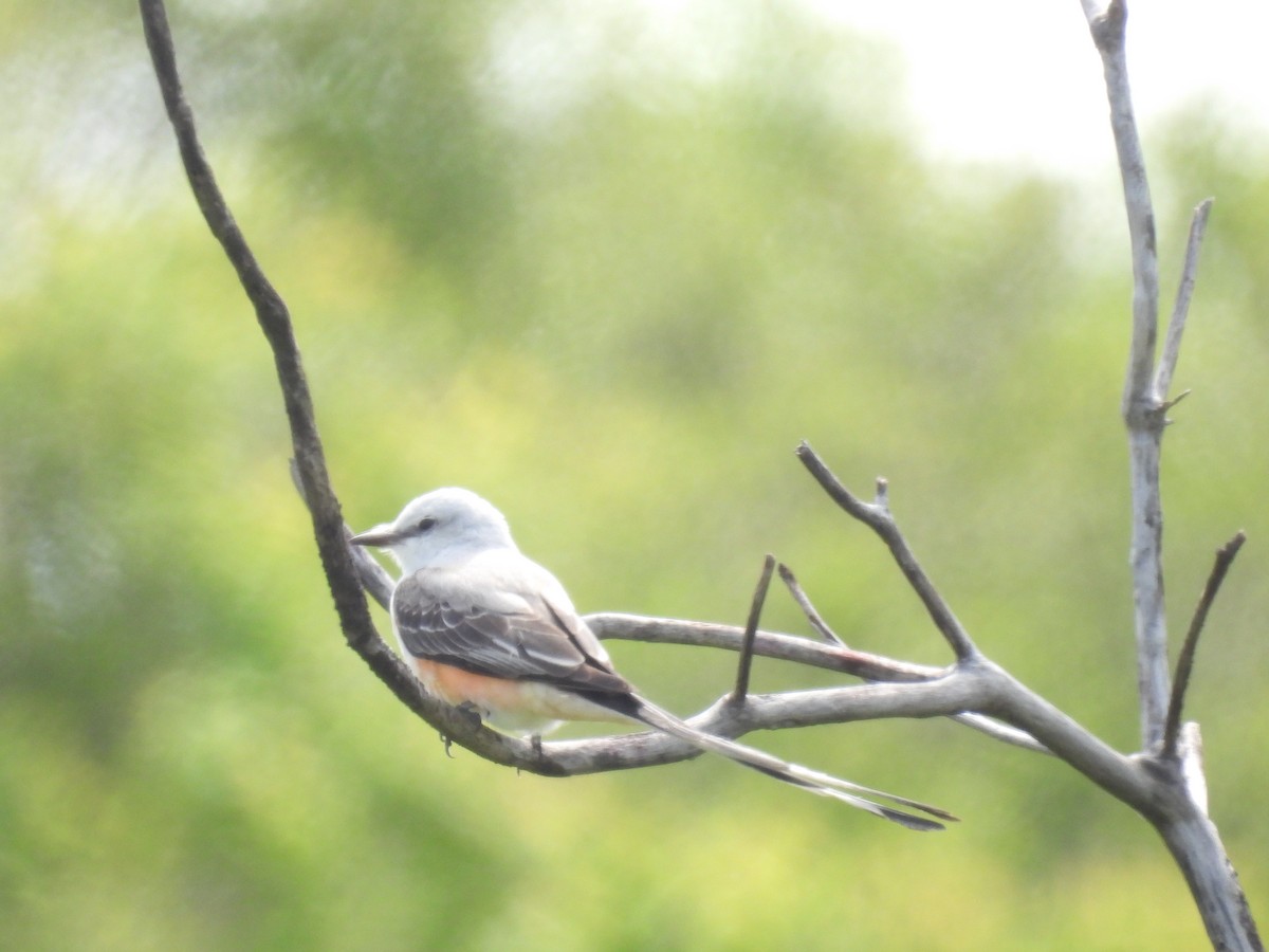 Scissor-tailed Flycatcher - Laura Bunton - CC