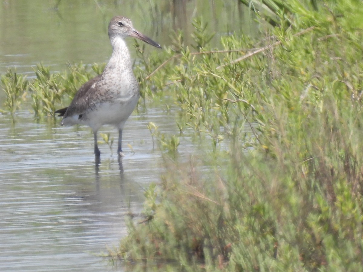 vodouš břehoušovitý (ssp. semipalmata) - ML557043741