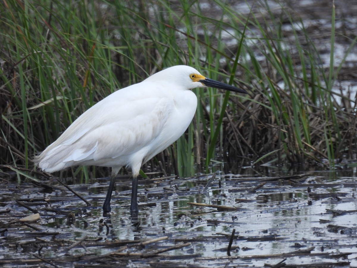 volavka bělostná - ML557043991