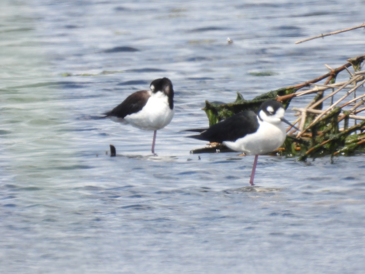 pisila černokrká - ML557044601