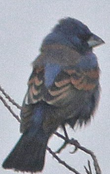 Blue Grosbeak - Chet McGaugh