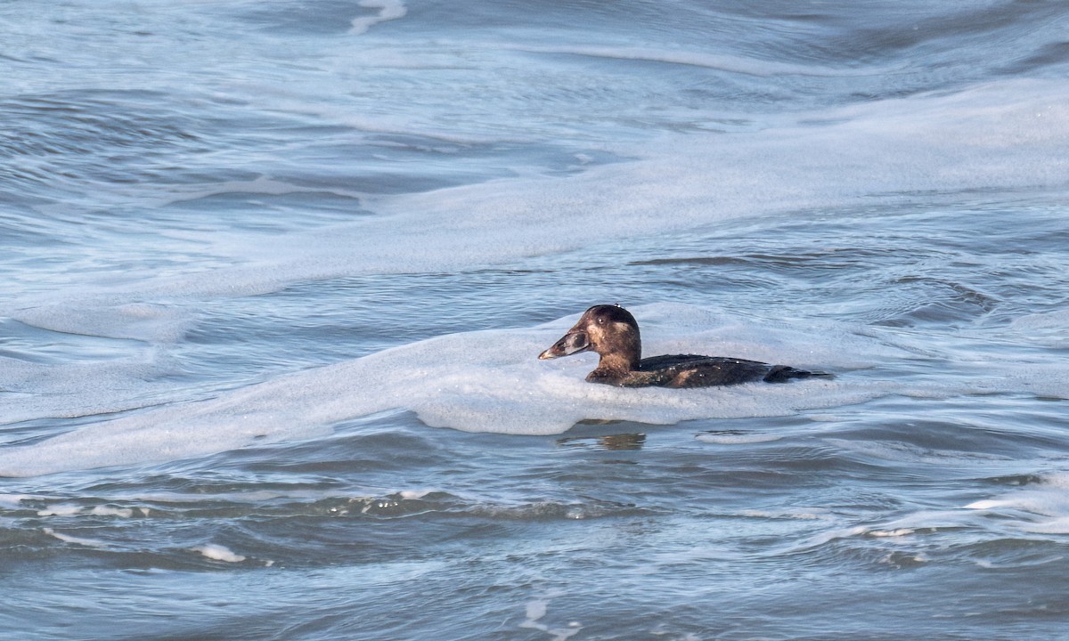 Surf Scoter - ML557046091