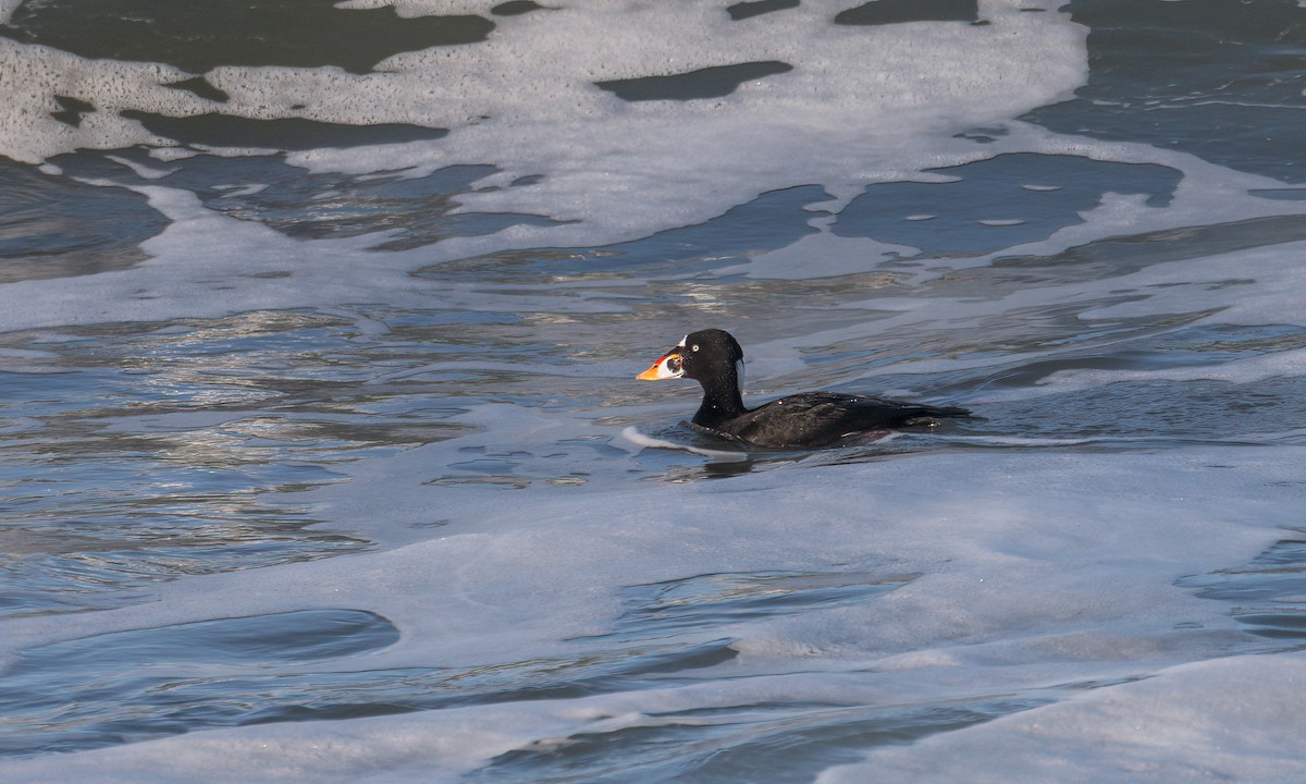 Surf Scoter - ML557046101