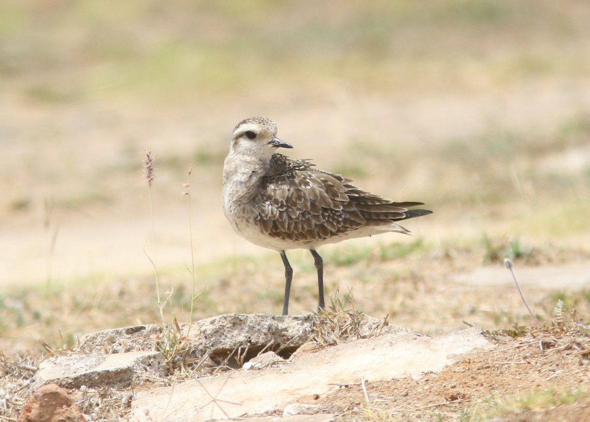 Pacific Golden-Plover - ML557046681