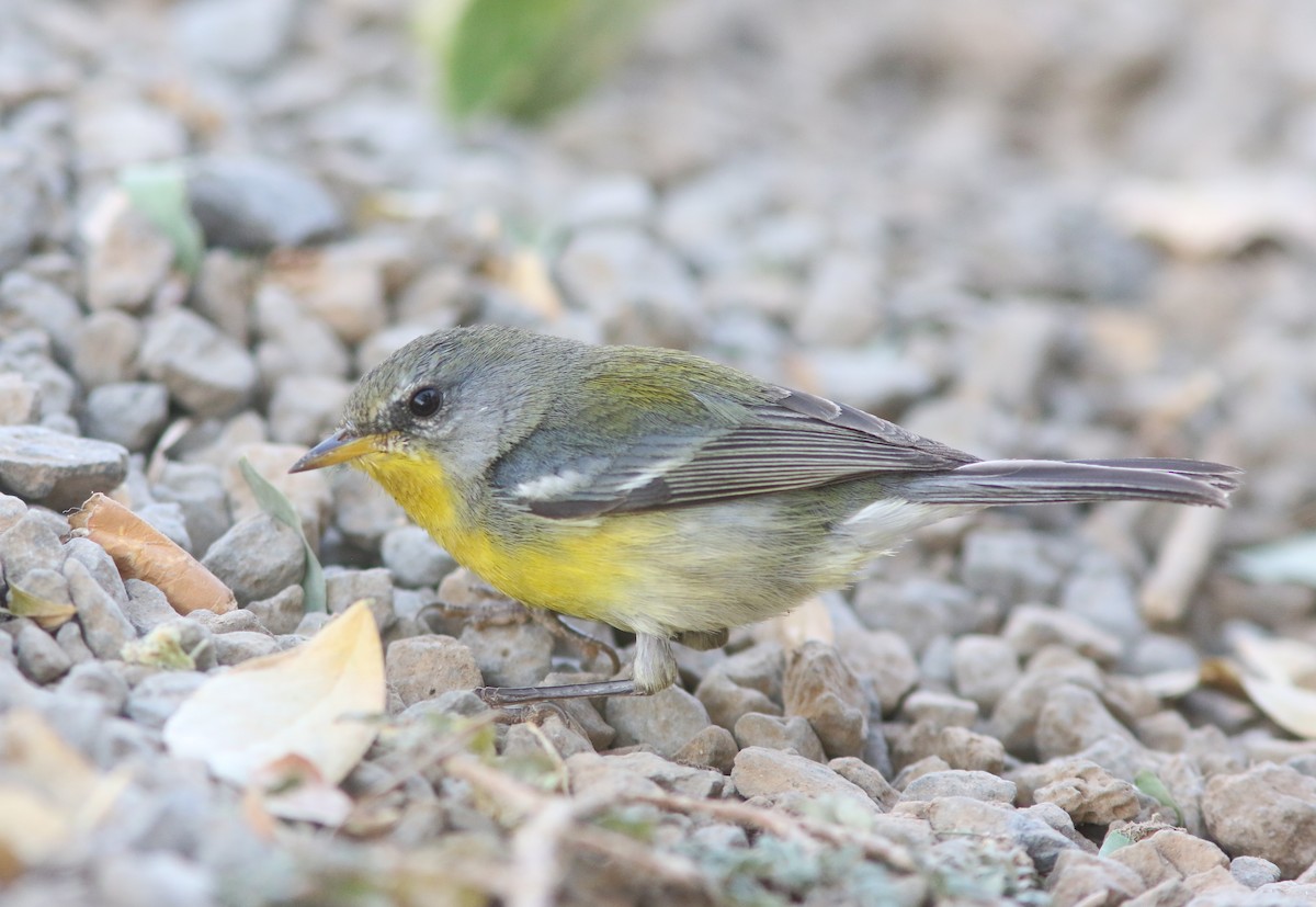 Tropical Parula (Socorro I.) - ML557047011