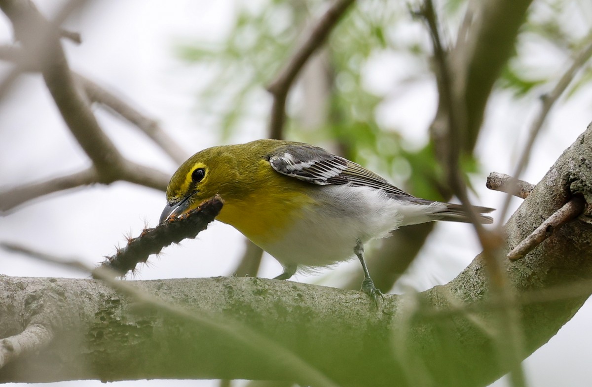 Yellow-throated Vireo - ML557047201