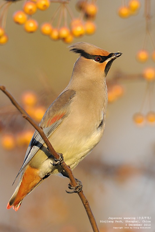 Japanese Waxwing - Craig Brelsford