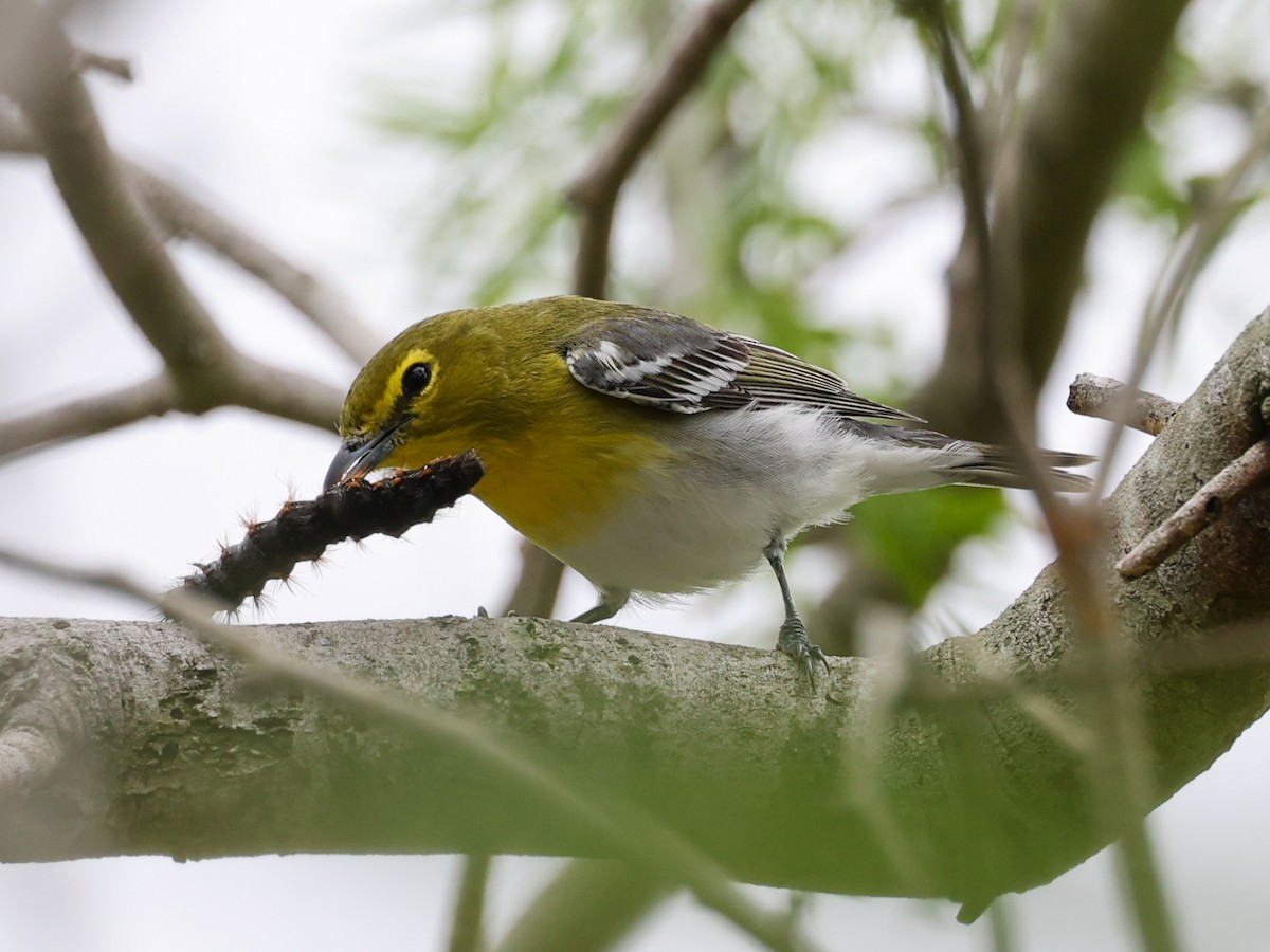 Yellow-throated Vireo - ML557047211