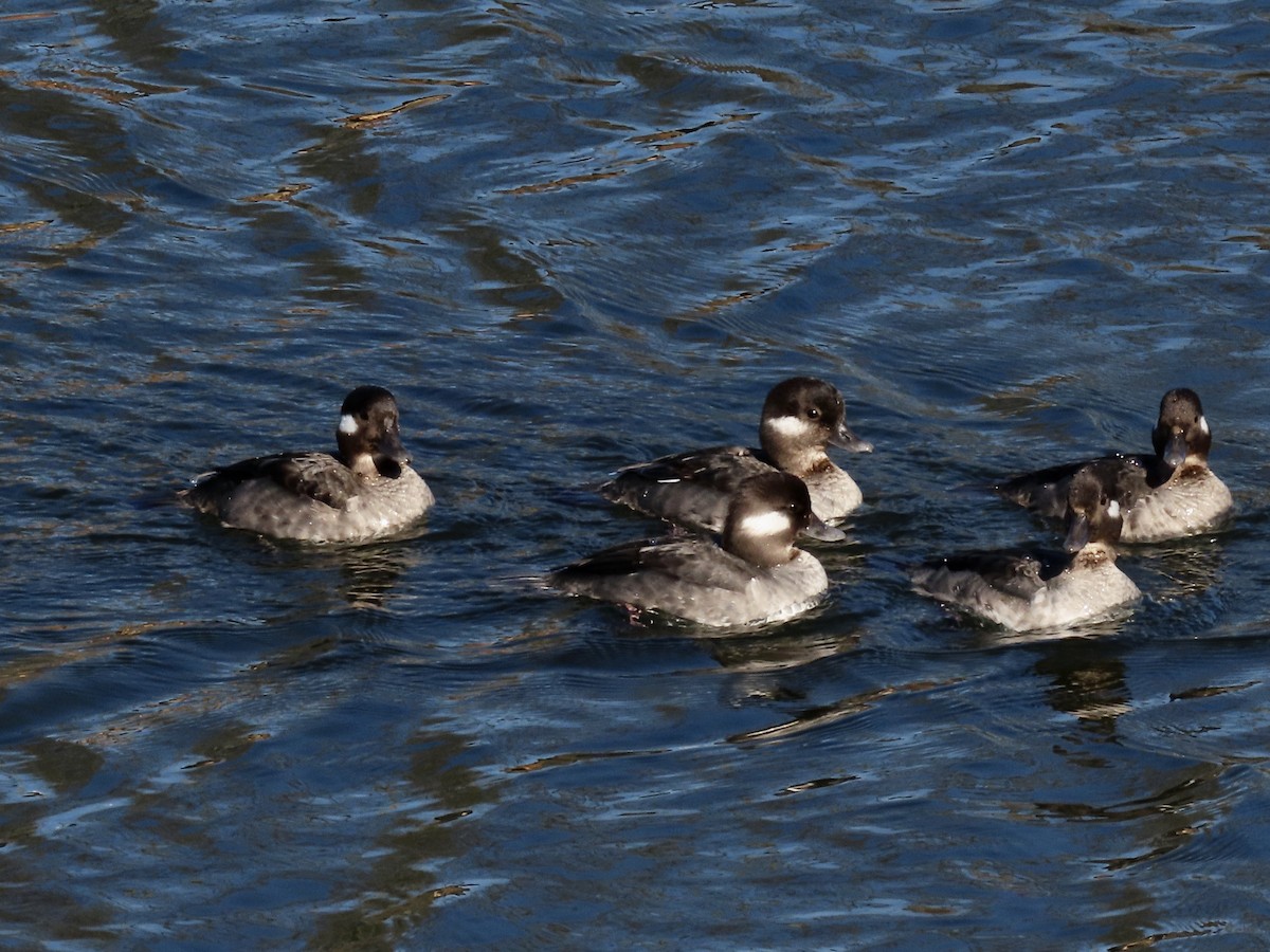 Bufflehead - ML557047351