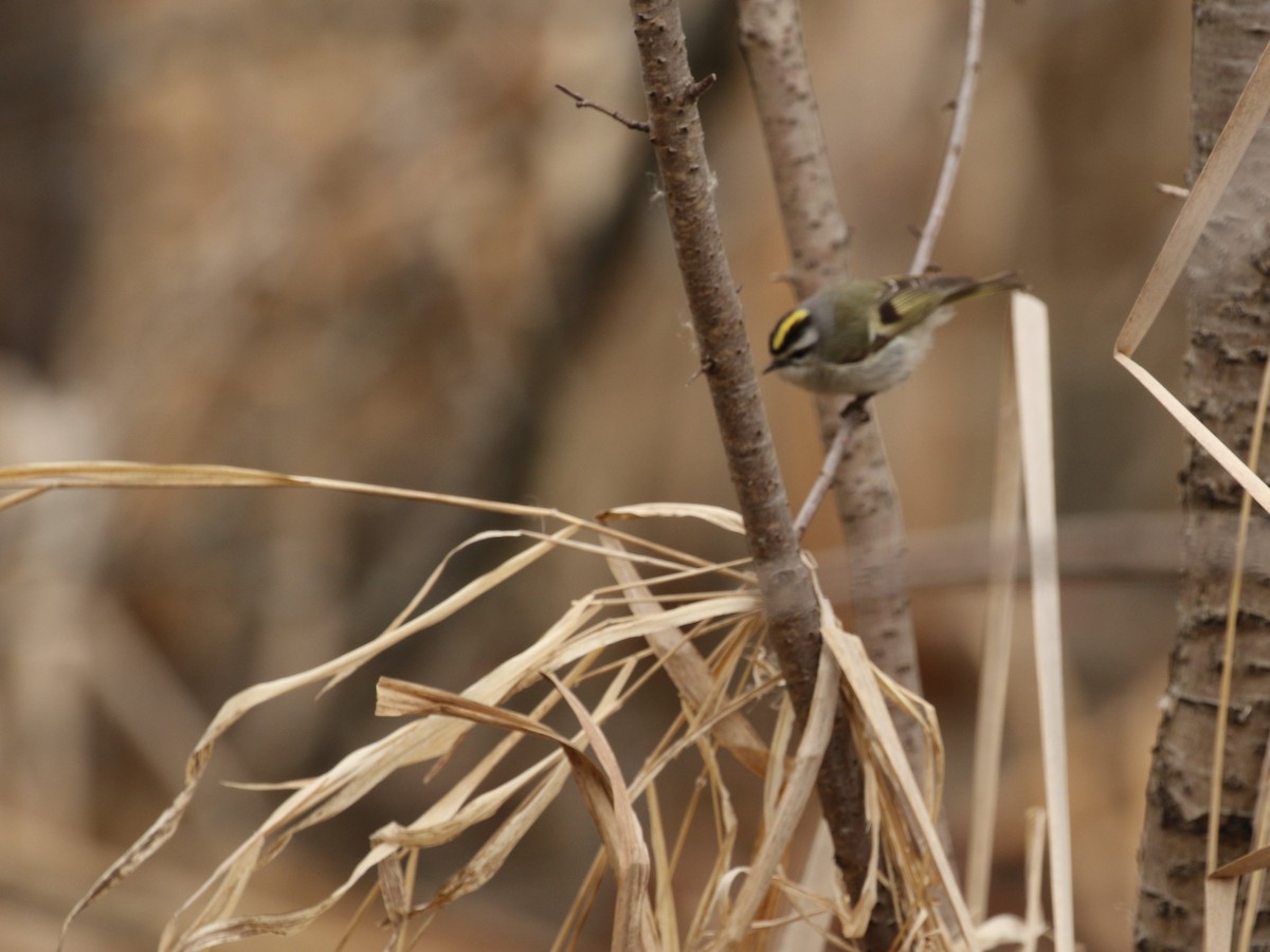 Golden-crowned Kinglet - ML557047371