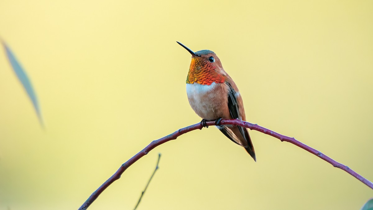 Rufous Hummingbird - ML557048811