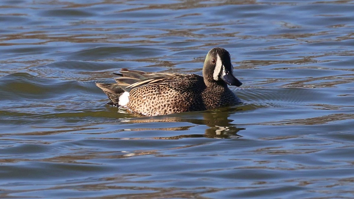 Blue-winged Teal - ML557048961