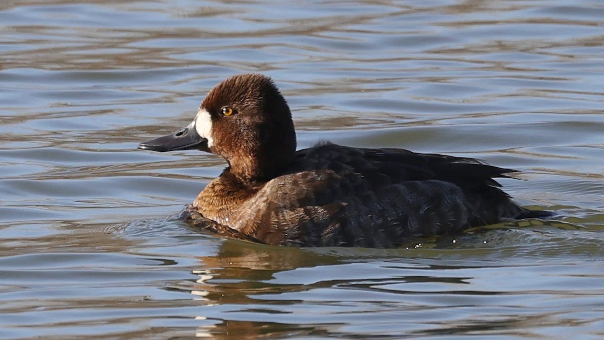 Lesser Scaup - ML557049101