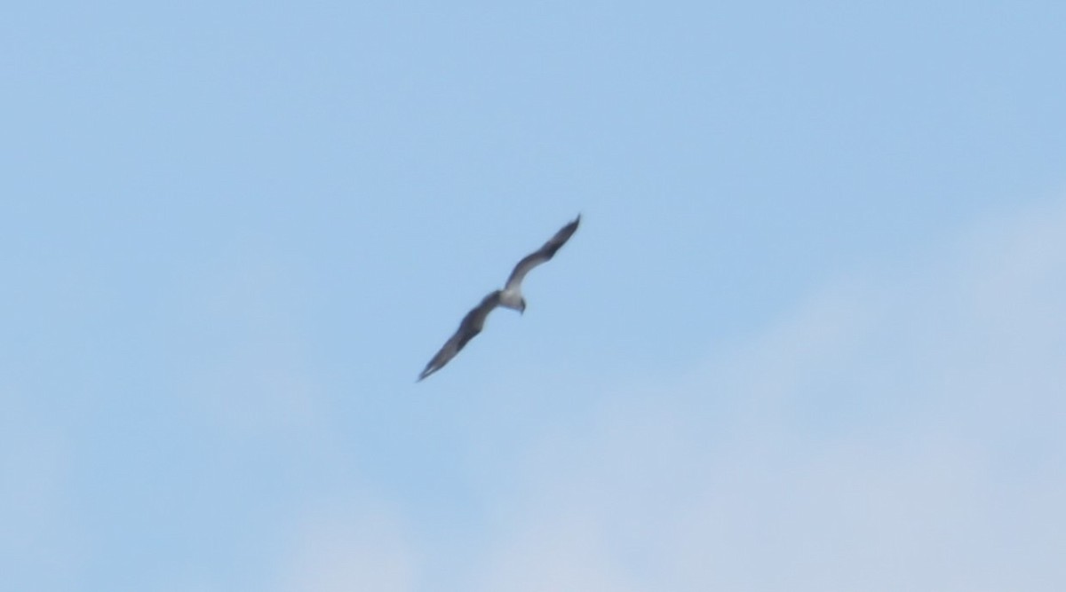 Águila Pescadora (carolinensis) - ML557049281