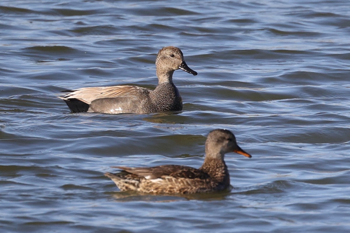 Gadwall - ML557049501