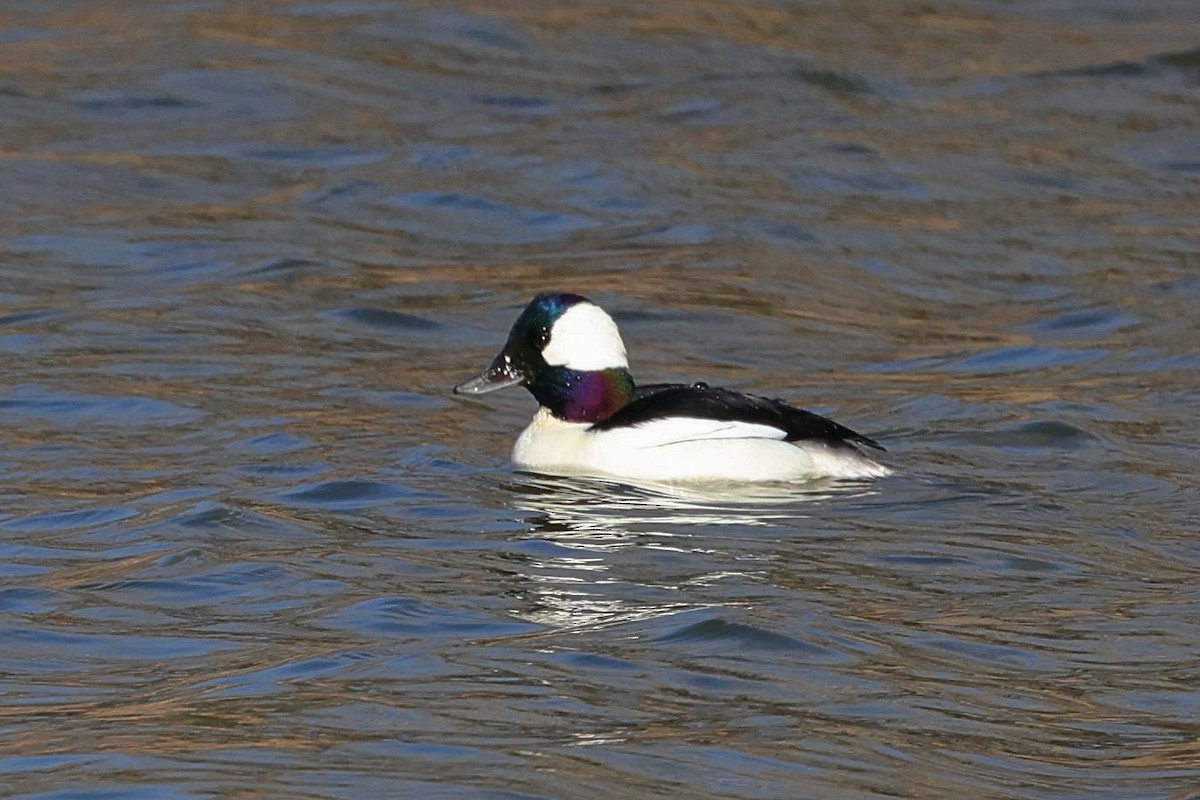 Bufflehead - ML557049991