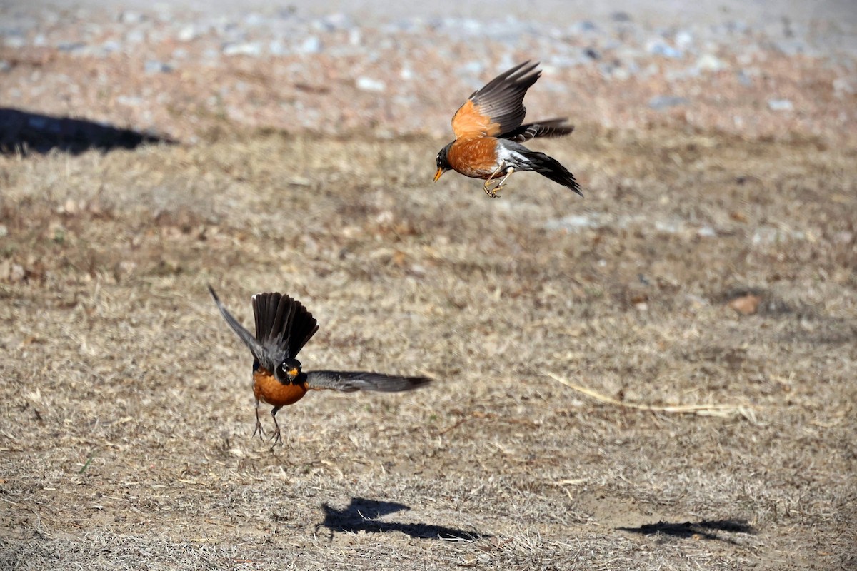 American Robin - ML557050371