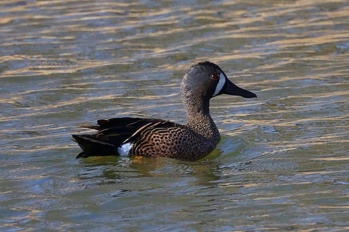 Blue-winged Teal - ML557050901