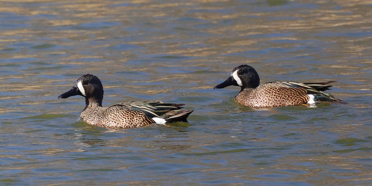 Blue-winged Teal - ML557051021