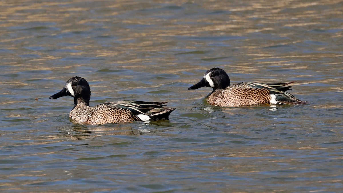 Blue-winged Teal - ML557051131