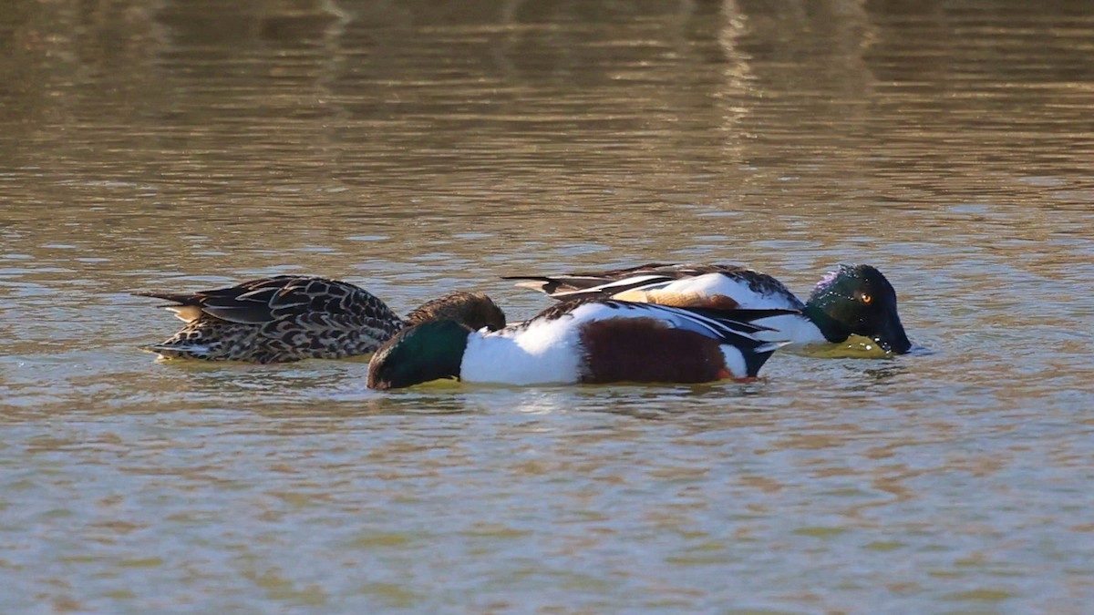 Northern Shoveler - ML557051201