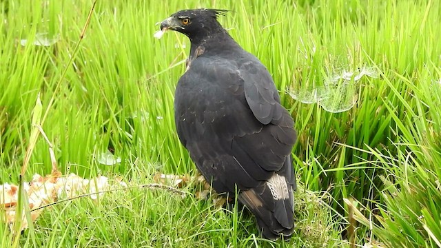 Black-and-chestnut Eagle - ML557051251