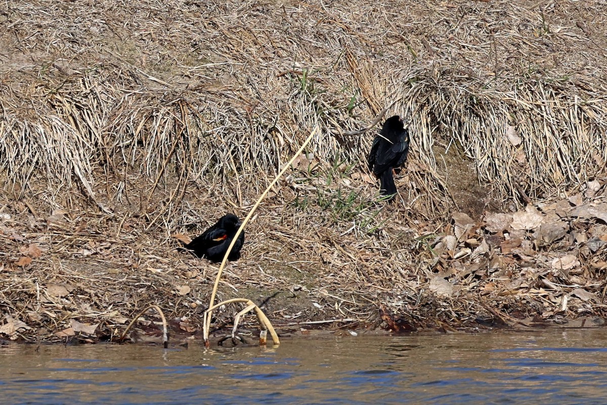 Red-winged Blackbird - ML557051331