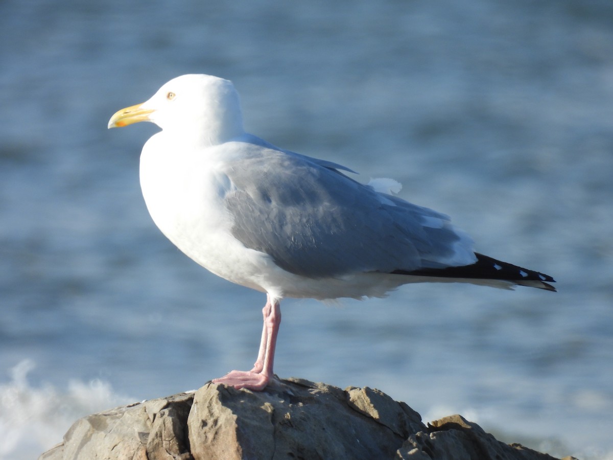 racek americký - ML557051681