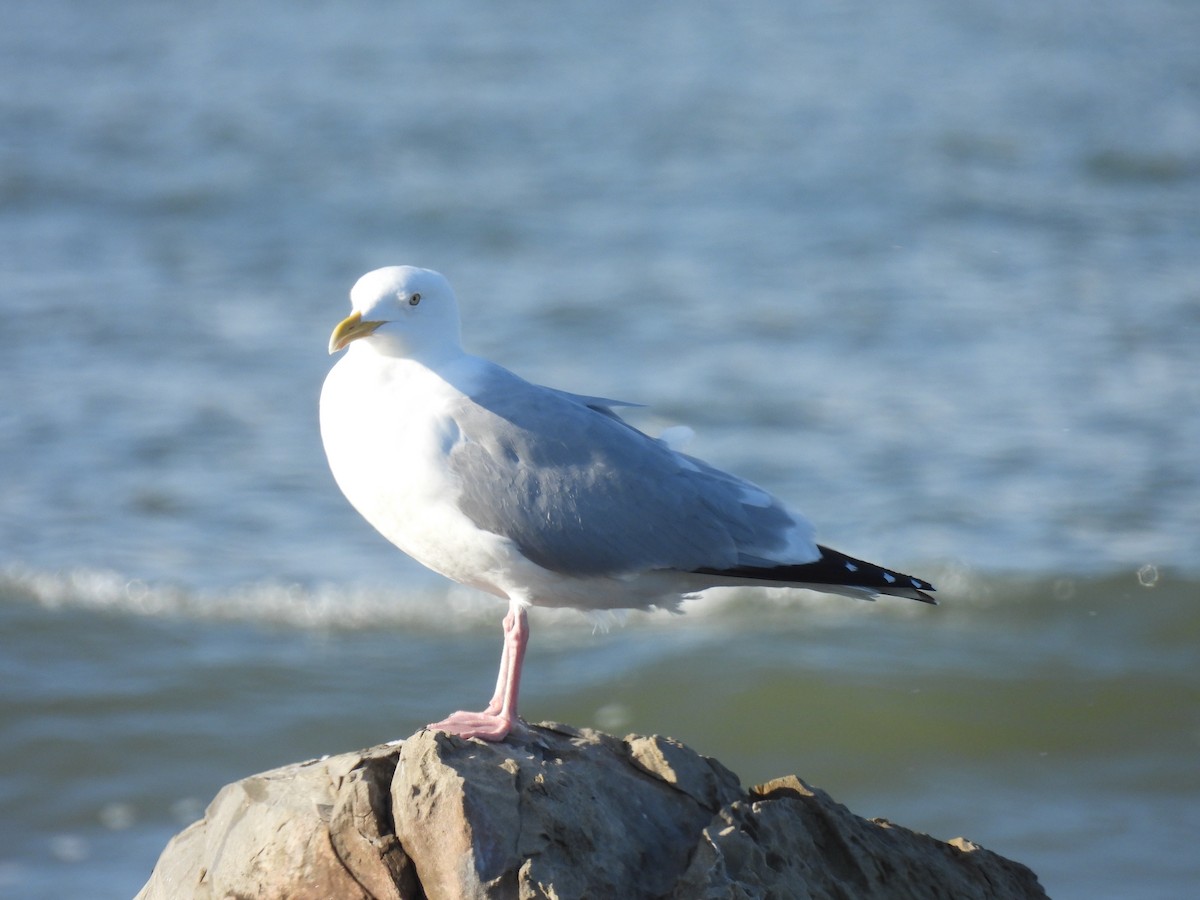 racek americký - ML557051711