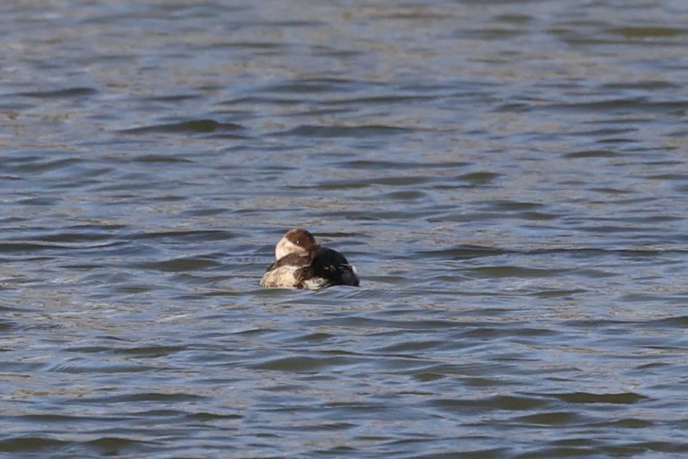 Ruddy Duck - ML557051771