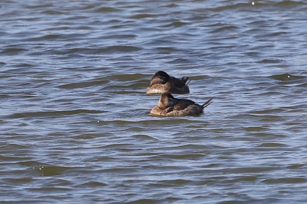 Ruddy Duck - ML557051781