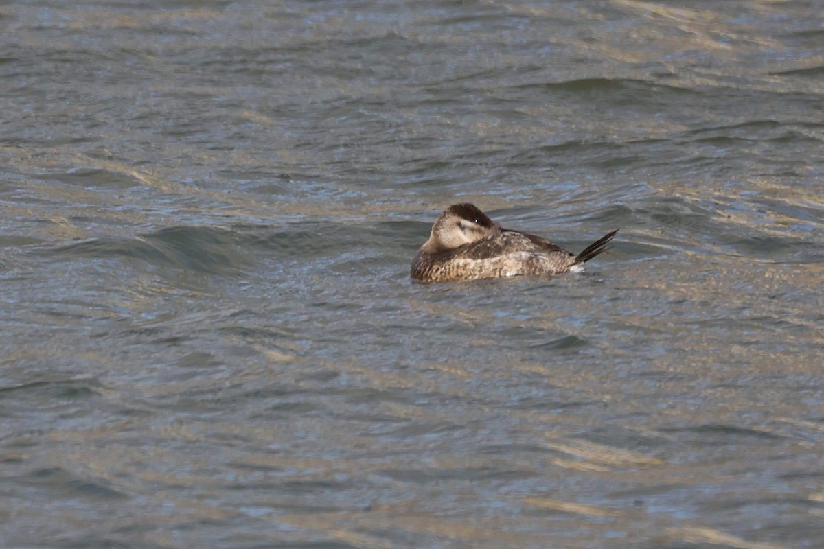 Ruddy Duck - ML557051841