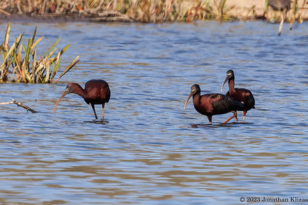 Glossy Ibis - ML557053601