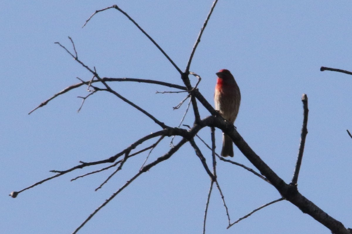 House Finch - ML55705381