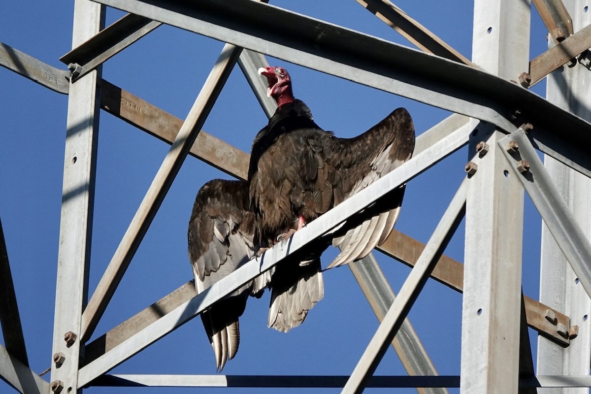 Turkey Vulture - ML557053821