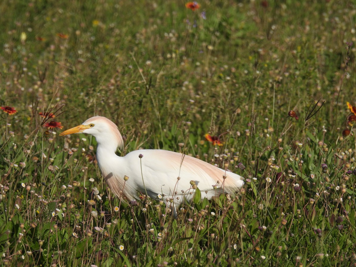 volavka rusohlavá - ML557054291