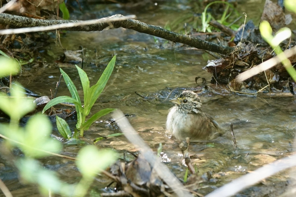 White-throated Sparrow - ML557055021