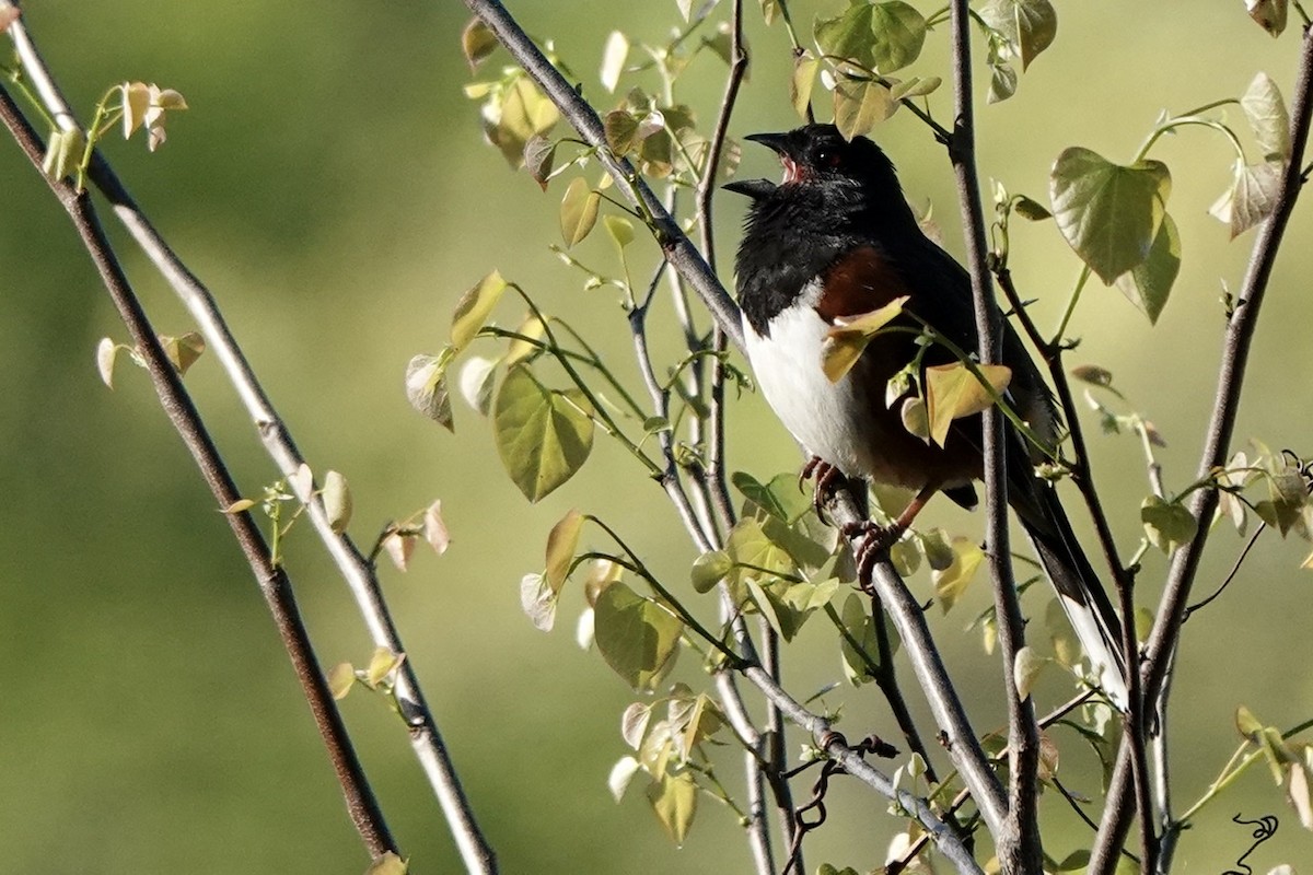 Eastern Towhee (Red-eyed) - ML557055221