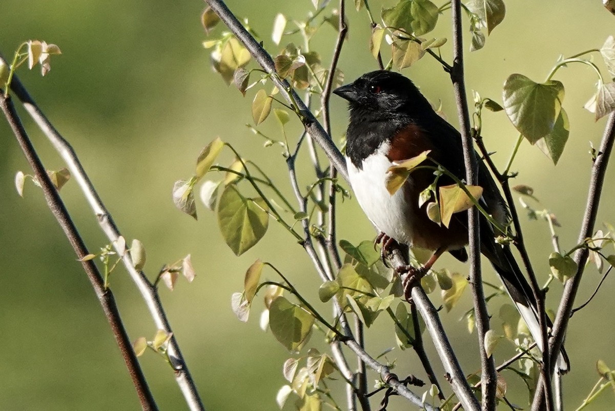 Eastern Towhee (Red-eyed) - ML557055241