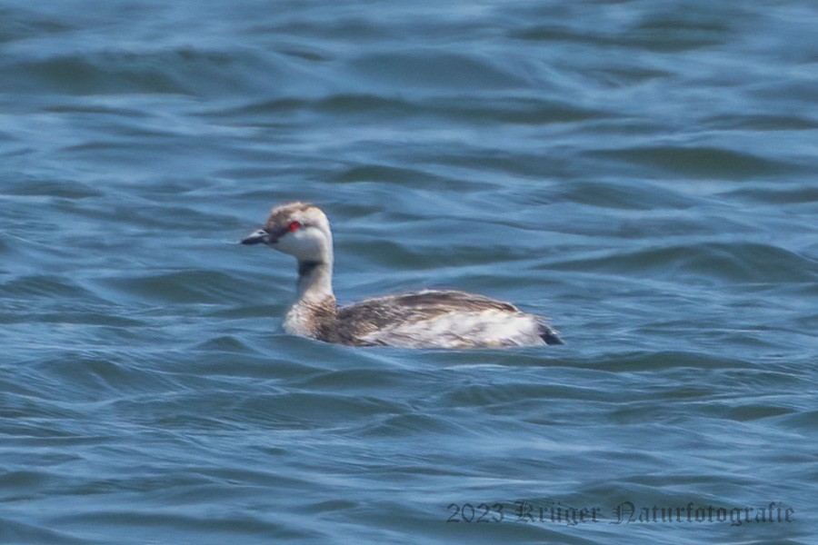 Horned Grebe - ML557055451