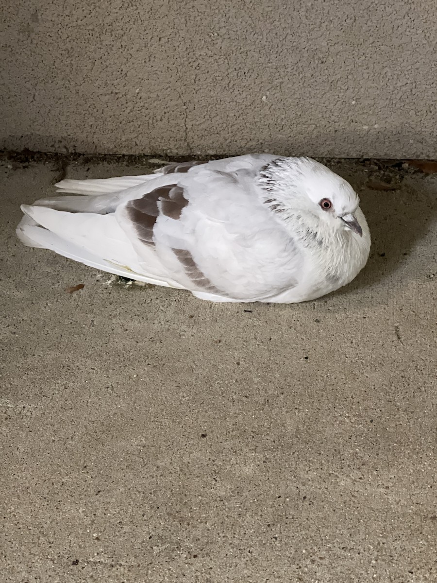 Rock Pigeon (Feral Pigeon) - ML557055561