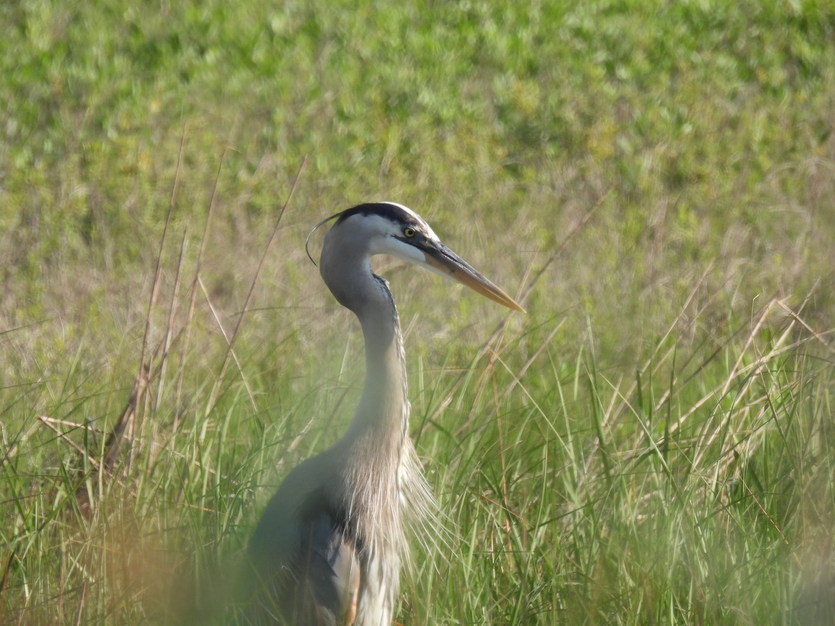 volavka velká [skupina herodias] - ML557056051