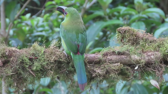 Crimson-rumped Toucanet - ML557056321