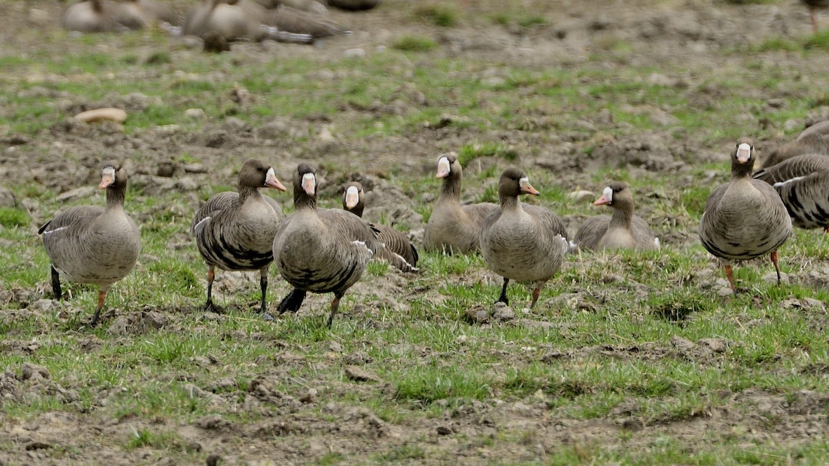 Greater White-fronted Goose - ML557056821