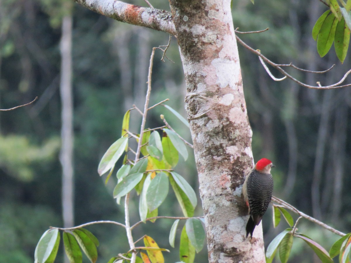 Golden-fronted Woodpecker - ML557056841