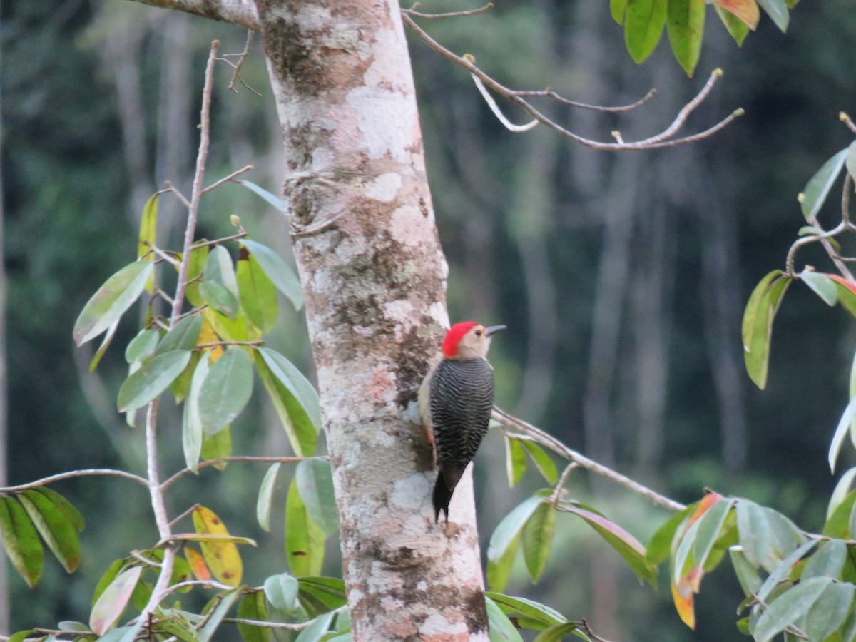 Golden-fronted Woodpecker - ML557056861