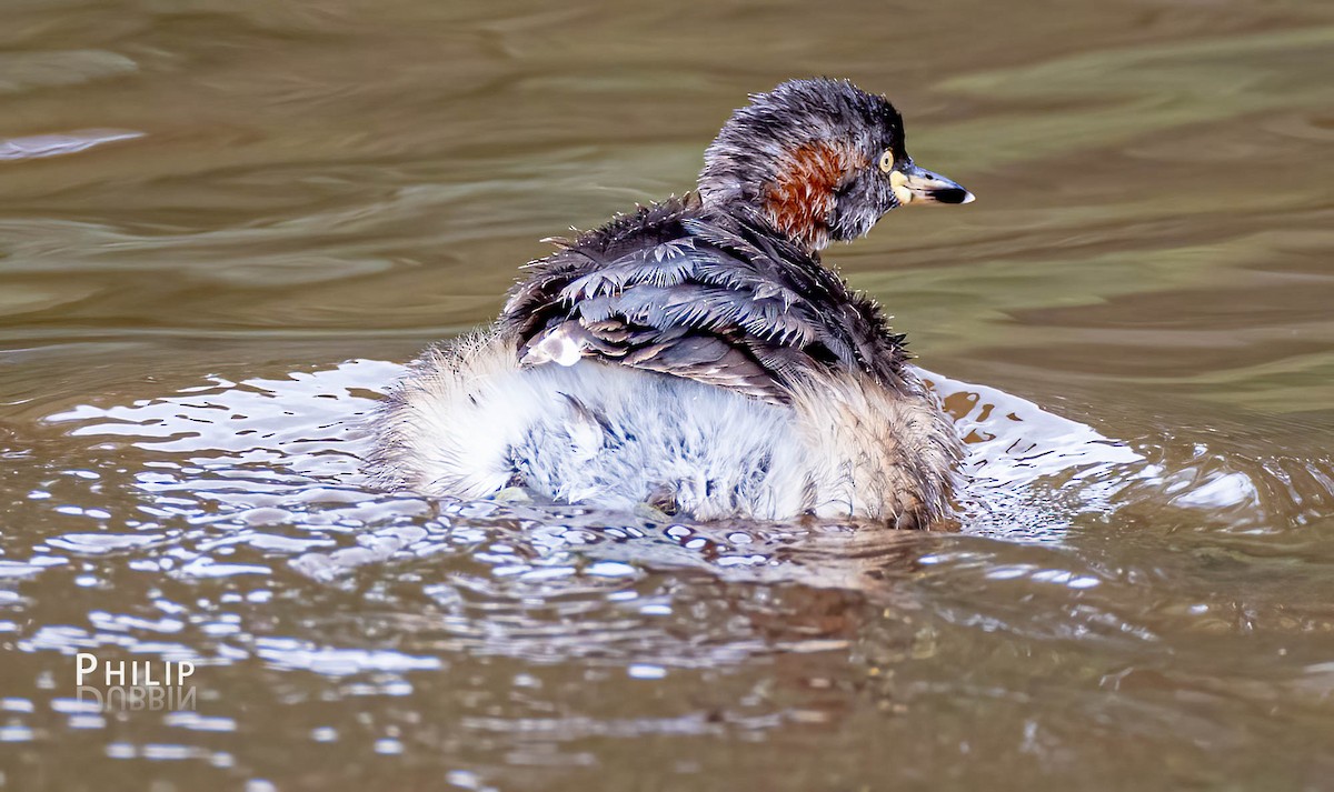 Australasian Grebe - ML557058281