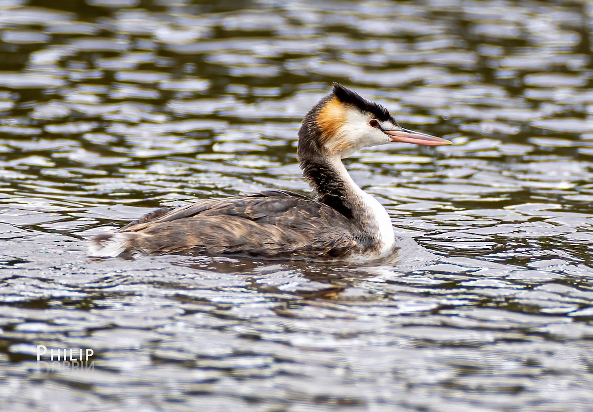 Great Crested Grebe - ML557058311