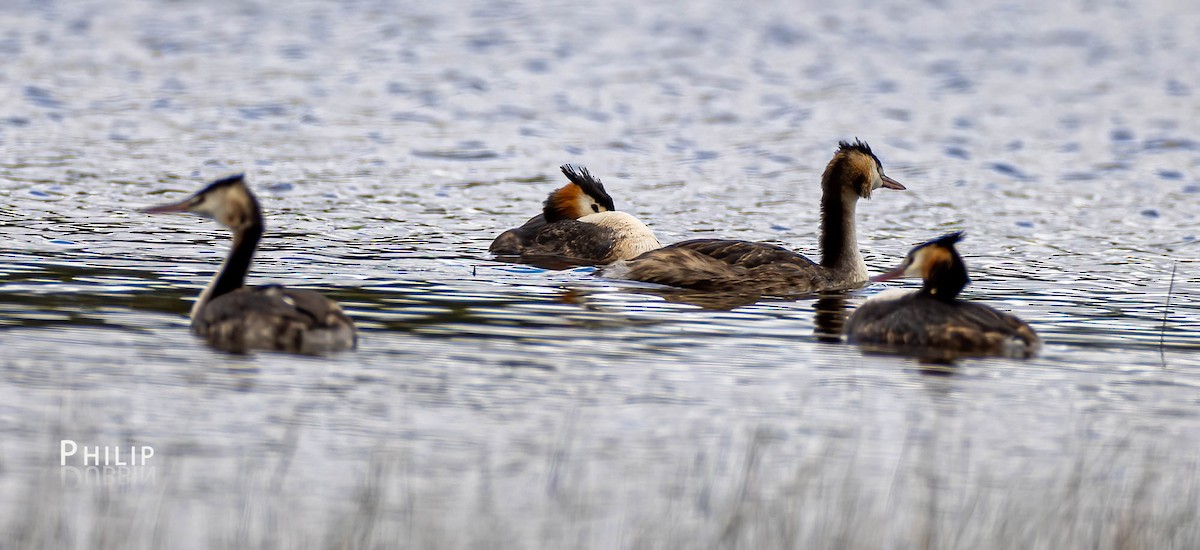 Great Crested Grebe - ML557058341
