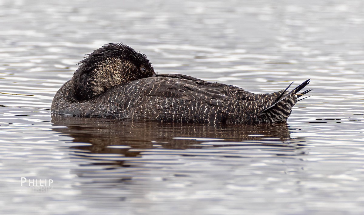 Musk Duck - ML557058391